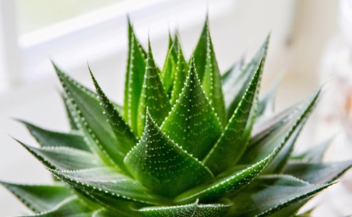 Aloe-Vera-1