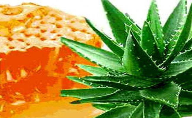 aloe-lkuvaln-vlastivost-protipokazannya-zastosuvannya-v-domashnh-umovah_524