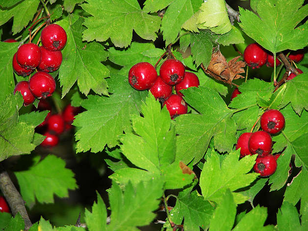 bojaryshnik-koljuchij-glod-1