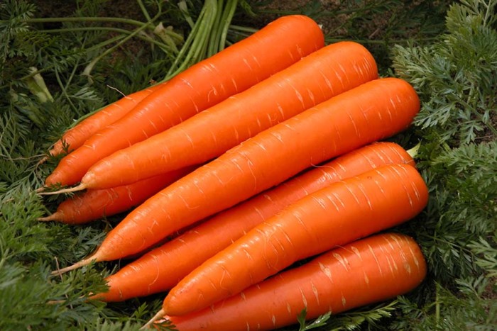 carrot-1