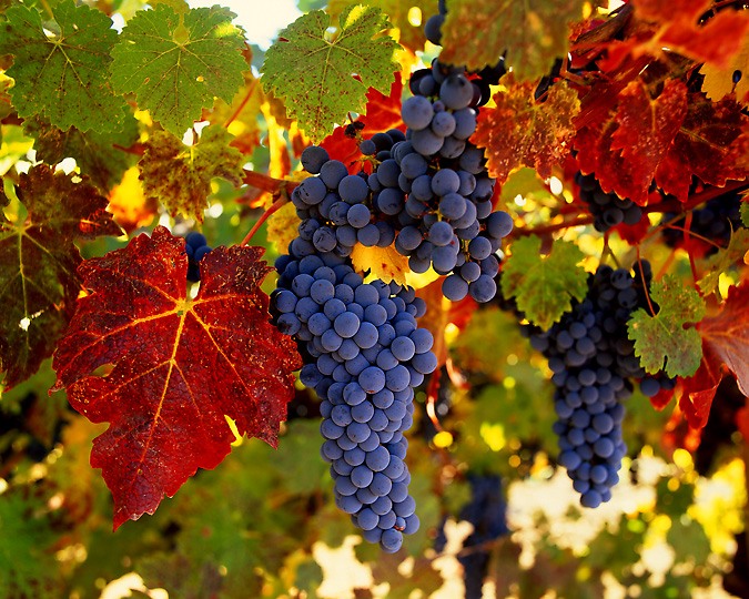grape1