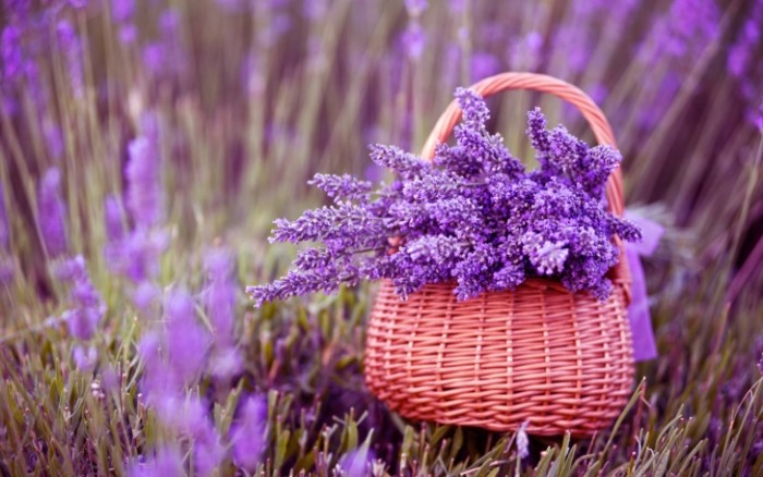 lavanda