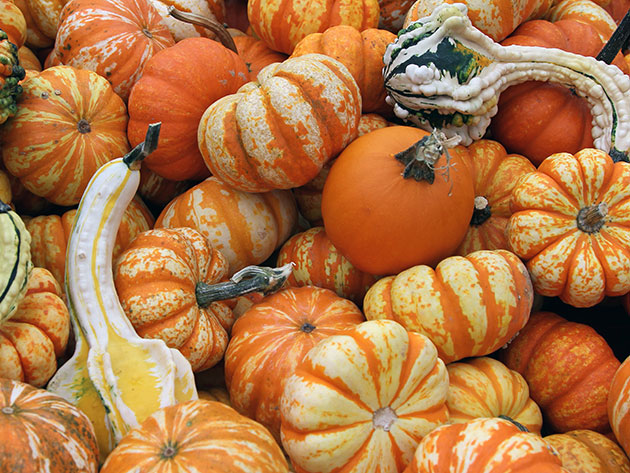 pumpkin2a