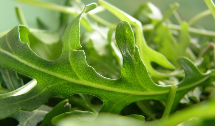 rucola1