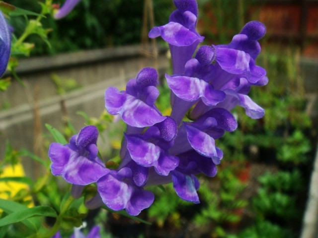scutellaria-baicalensis