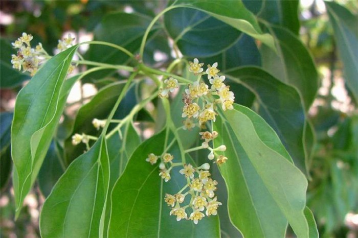 cinnamomum_camphora3