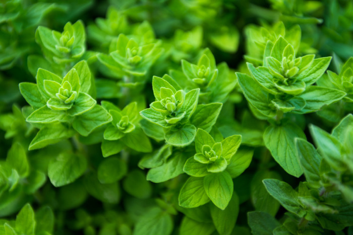 oregano-variety