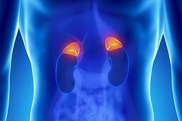 adrenals4365644