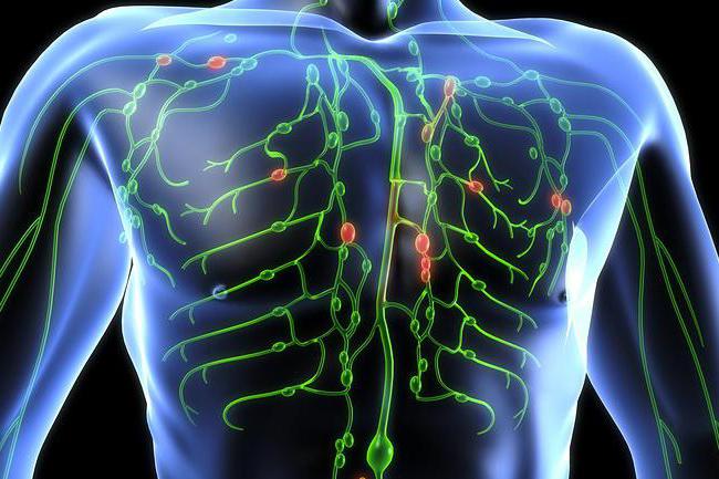 fiziologiya-i-anatomiya-cheloveka-limfaticheskaya-sistema