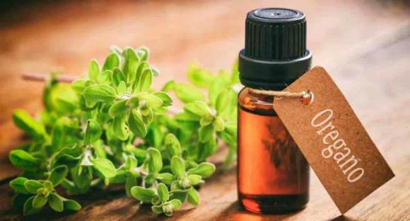 oliya-oregano-zastosuvannya-0