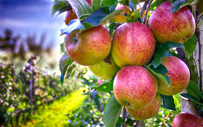 apples-490475