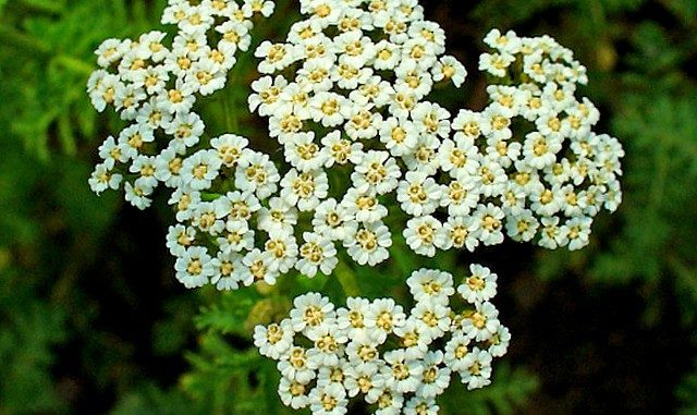 Derevij-blagorodnyj-Achillea-nobilis-L.-kvitka-roslyny-640x381