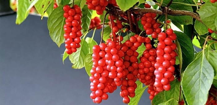 limonnik_povyshaet_ili_ponizhaet_davlenie_4