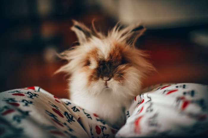 helena-lopes-483429-unsplash