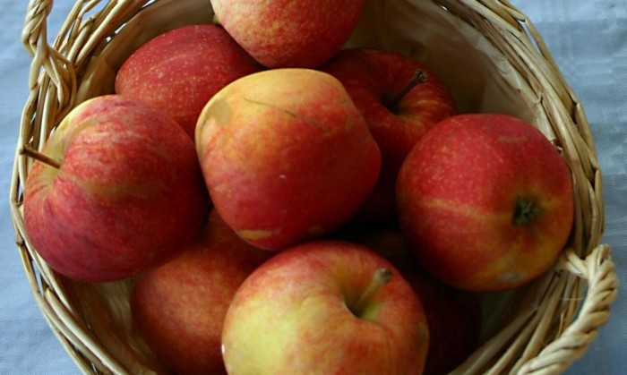 malus-gala