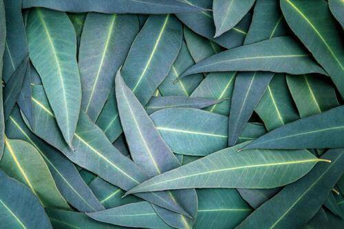 eucalyptus-leaves