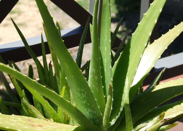 1280px_Aloe_Vera