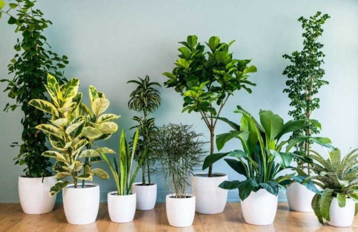 house-plants-01-1024x664