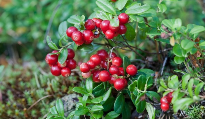 Cowberry on a green vegetative background in wood.
