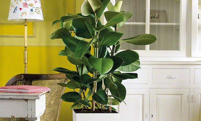 images_cms-image-000018451