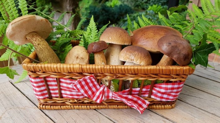 mushrooms-2678385_1280-e1518363273707
