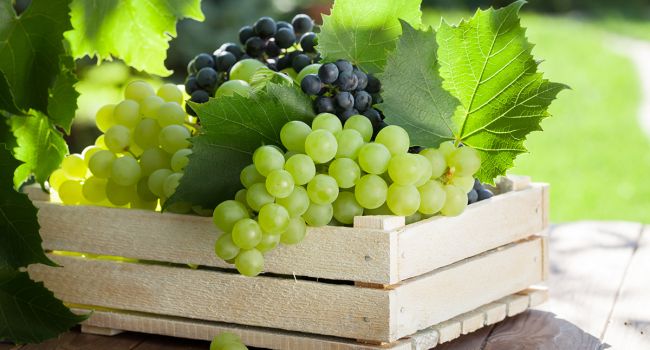 1566328485_vinograd