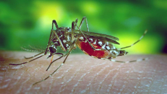 dengue-mosquito