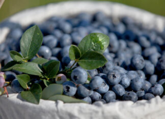 Чим корисна лохина для організму людини