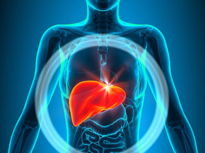 Liver_34653246323552-740x552