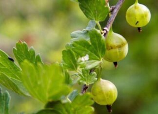Яка доступна ягода знижує ризик виникнення діабету