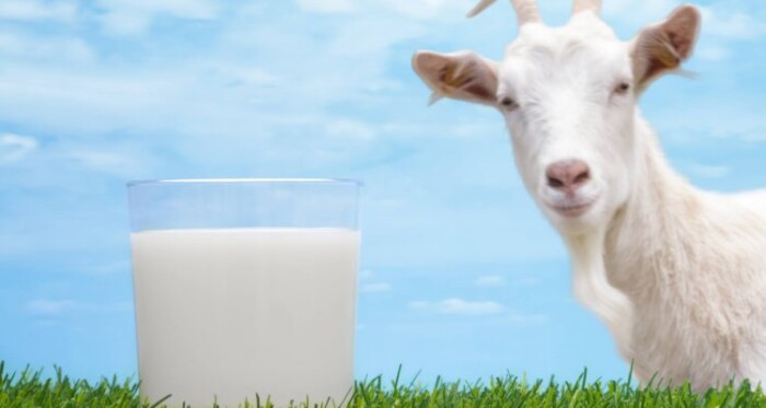 why-goat-milk-is-345322-750x400