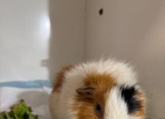 Коли тварина вважається похилого віку?